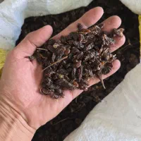 کشمش آفتابی خلیل آباد کاشمر