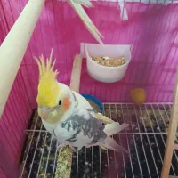 عروس هلندی ابلغ نر سه ماهه سخنگو|پرنده|ابهر, |دیوار