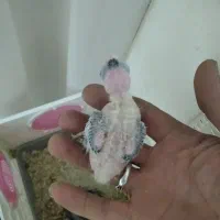 جوجه عروس|پرنده|نسیمشهر, |دیوار