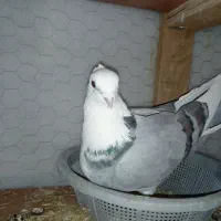 کبوتر شازده و ساتن غلتی|پرنده|تیران, |دیوار