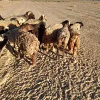 خرید و فروش|حیوانات مزرعه|مرودشت, دولت آباد|دیوار