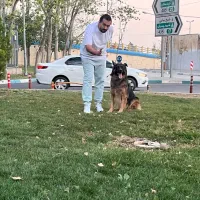 مربی سگ آموزش سگ تربیت سگ تضمینی ژرمن سگ نگهبان