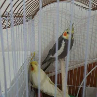 دوعدد عروس هلندی نروماده|پرنده|اردبیل, |دیوار