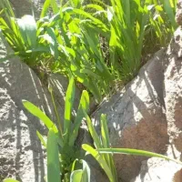 پرموسیر تازه