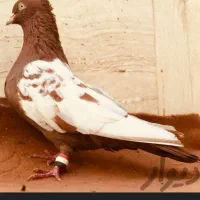 گم شده سینه سرخ و دم سفید چائی