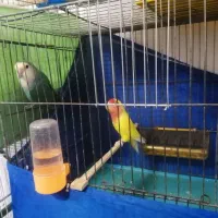 کوتوله برزیلی