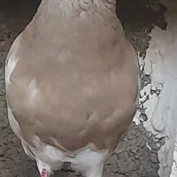 کبوتر طوقی|پرنده|ایلام, |دیوار