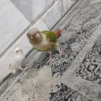 طوطی گرینچیک  دستی و مرغ عشق  دستی|پرنده|خواف, |دیوار