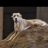 سگ ماده خراسانی اصیل