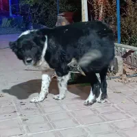 واگذاری سگ قدرجونی|سگ|ابریشم, |دیوار