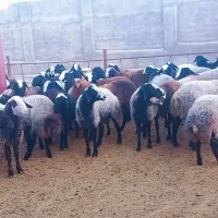 بره نر کشتاری