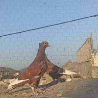 جوجه میناسرخ کاکل|پرنده|زاهدان, |دیوار