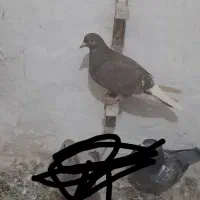 کفتر|پرنده|آبکوه, |دیوار