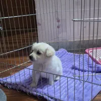 فروش توله پامر