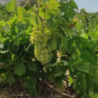 زمین باکاربری باغ۷۲۰مترسندعرصه وعیان