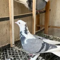 کفتر پرشی نامبروان|پرنده|تهران, مسعودیه|دیوار