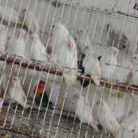 کوتوله سفید