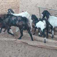 ۷عدد بز وکره ویک عدد چپیش پاکستانی