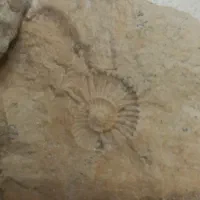 سنگ فسیل|کلکسیون اشیاء عتیقه|تهران, جوادیه|دیوار