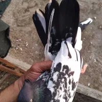 کبوتر کله سیاه