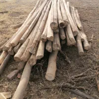 خرید انواع چوب تر و خشک|خدمات باغبانی و درختکاری|اسدآباد, |دیوار