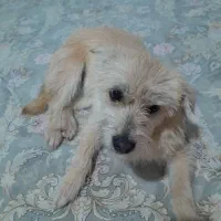 سگ فروشی|سگ|مشهد, فاطمیه|دیوار