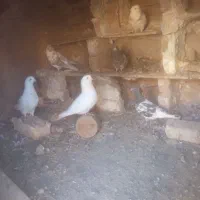 کبوتر پرشی|پرنده|خزل, |دیوار