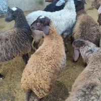 کاملا ارگانیک وبهداشتی