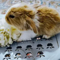 بچه خرگوش لوپ