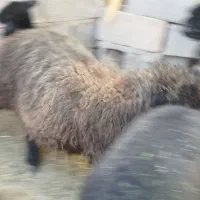 دو عدد بره برا فروش|حیوانات مزرعه|دهدشت, |دیوار