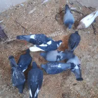 کبوتر