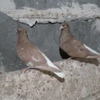 دم‌سفیدنروماده|پرنده|تربت جام, جامرود|دیوار