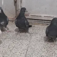 کفتر دمگیر پر دم دار|پرنده|برخوار, |دیوار