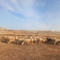 گوسفند دامازدغ