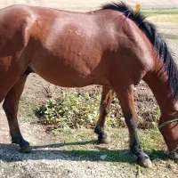 اخته 6 ساله سواری و باری