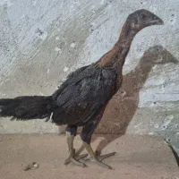 دو عدد جوجه لاری