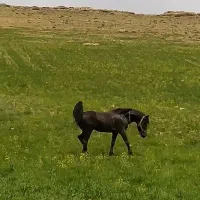 کره ارشد بختیاری