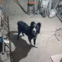 توله قدریجونی|سگ|شازند, |دیوار