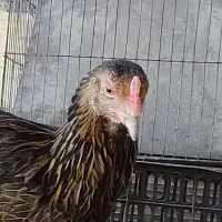 مرغ معامله با مرغ عشق ، فنچ|حیوانات مزرعه|ایرانشهر, |دیوار