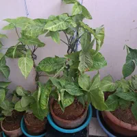 گل پنجه قاضی|گل و گیاه طبیعی|پاکدشت, پاکدشت (مامازند)|دیوار