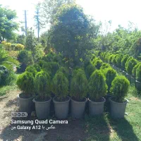خدمات باغبانی گلکاری ارسکاری سمپاشی