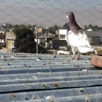 کبوتر یال گلدار نر|پرنده|فسا, |دیوار