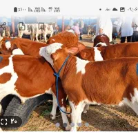 سیمنتال لوکس ودرجه یک