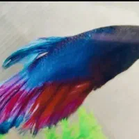 ماهی فایتر|ماهی|مشهد, سید رضی|دیوار