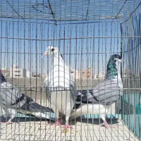 دو عدد ماده یک عدد نر بشرط|پرنده|اصفهان, کساره|دیوار