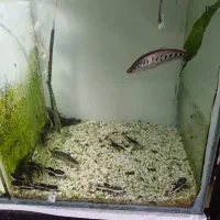 سالن فروش انواع ماهی و آکواریوم|ماهی|پرند, فاز ۵|دیوار