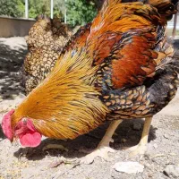 جوجه ویاندوت (مرغ و خروس فروش ندارم فقط جوجه)|حیوانات مزرعه|تهران, چیتگر جنوبی|دیوار