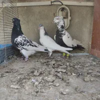 سه عدد حیوان صاف