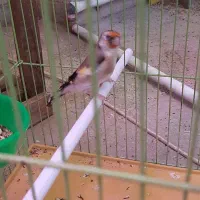فروش قناری نر و ماده سهره|پرنده|شیراز, شیخ روزبهان|دیوار