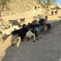 بز داشتی|حیوانات مزرعه|خرم‌آباد, |دیوار